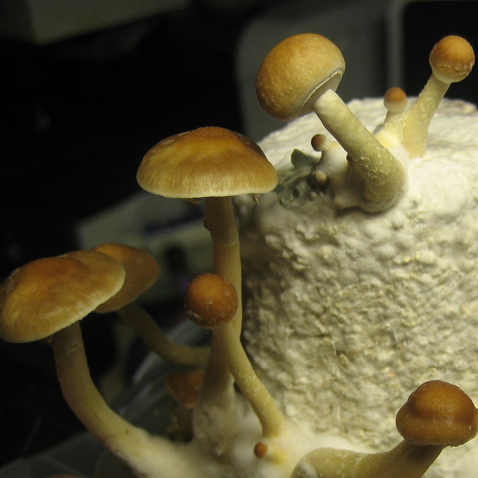 Описание внешнего вида Psilocibe cubensis Argentina