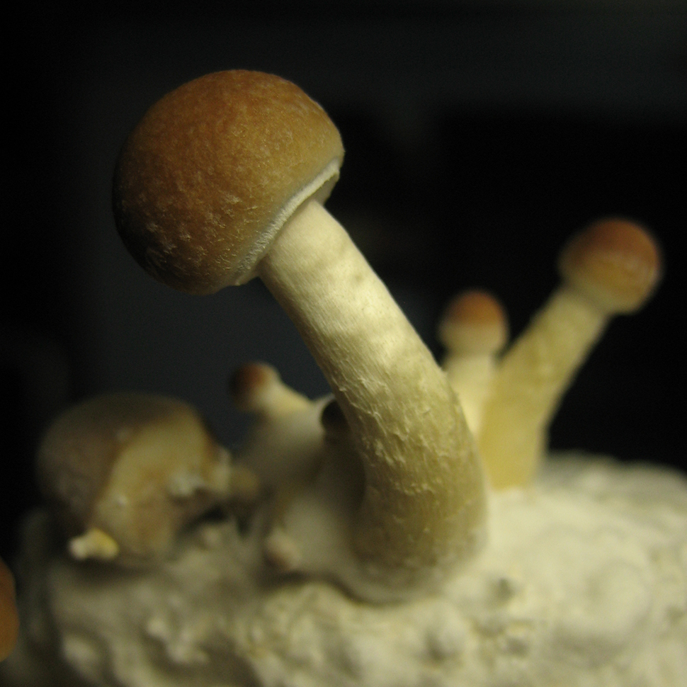 Происхождение стрейна Psilocibe cubensis Argentina