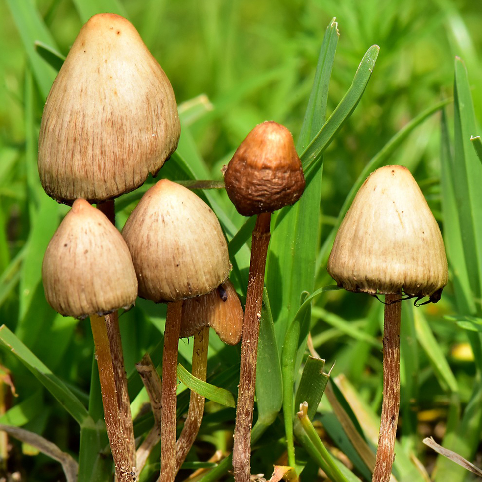 Psilocybe cubensis Guadalajara mexico