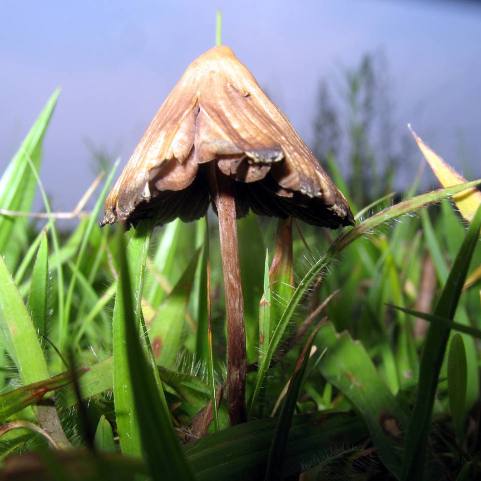 Описание внешнего вида Psilocybe cubensis Guadalajara mexico﻿