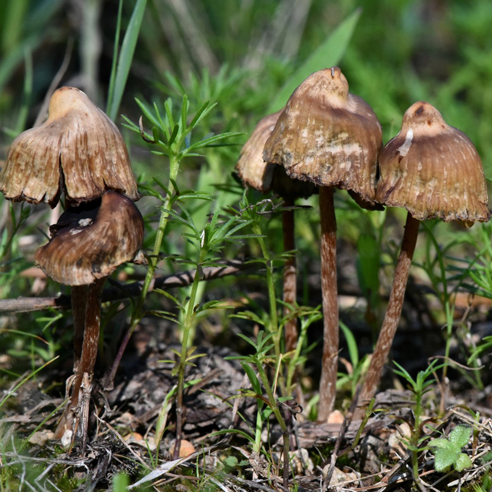 Происхождение стрейна Psilocybe cubensis Guadalajara mexico﻿