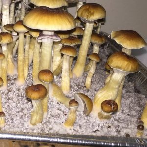 Psilocibe cubensis «Lizard King»