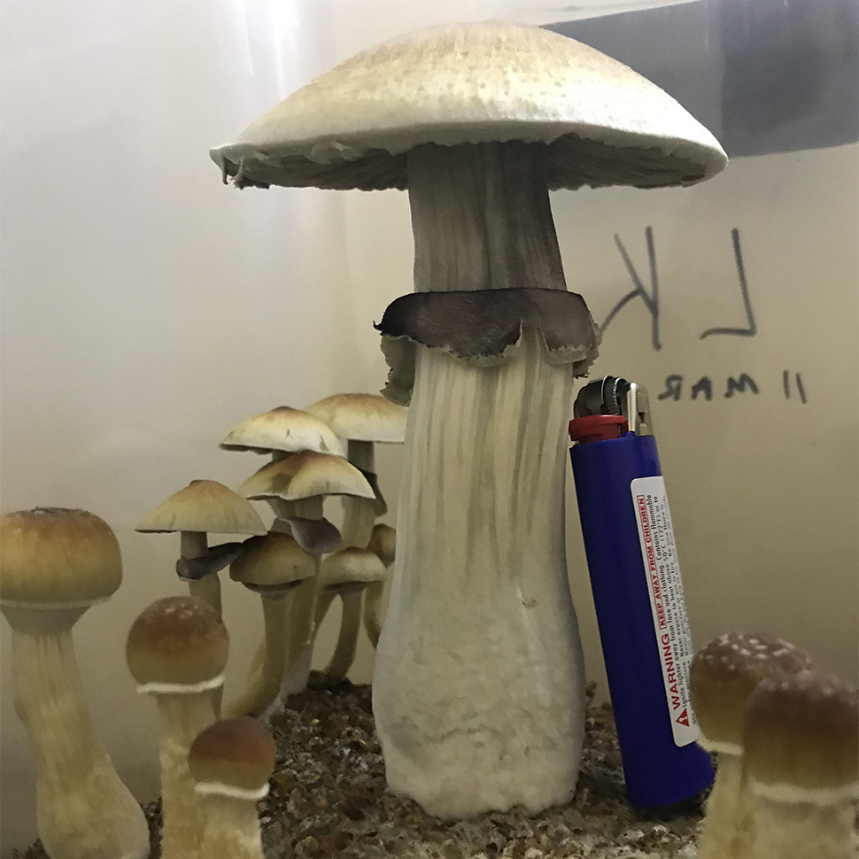 Описание внешнего вида Psilocibe cubensis «Lizard King»