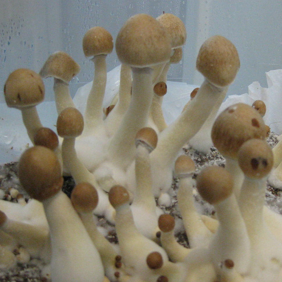 Происхождение стрейна Psilocibe cubensis «Lizard King»