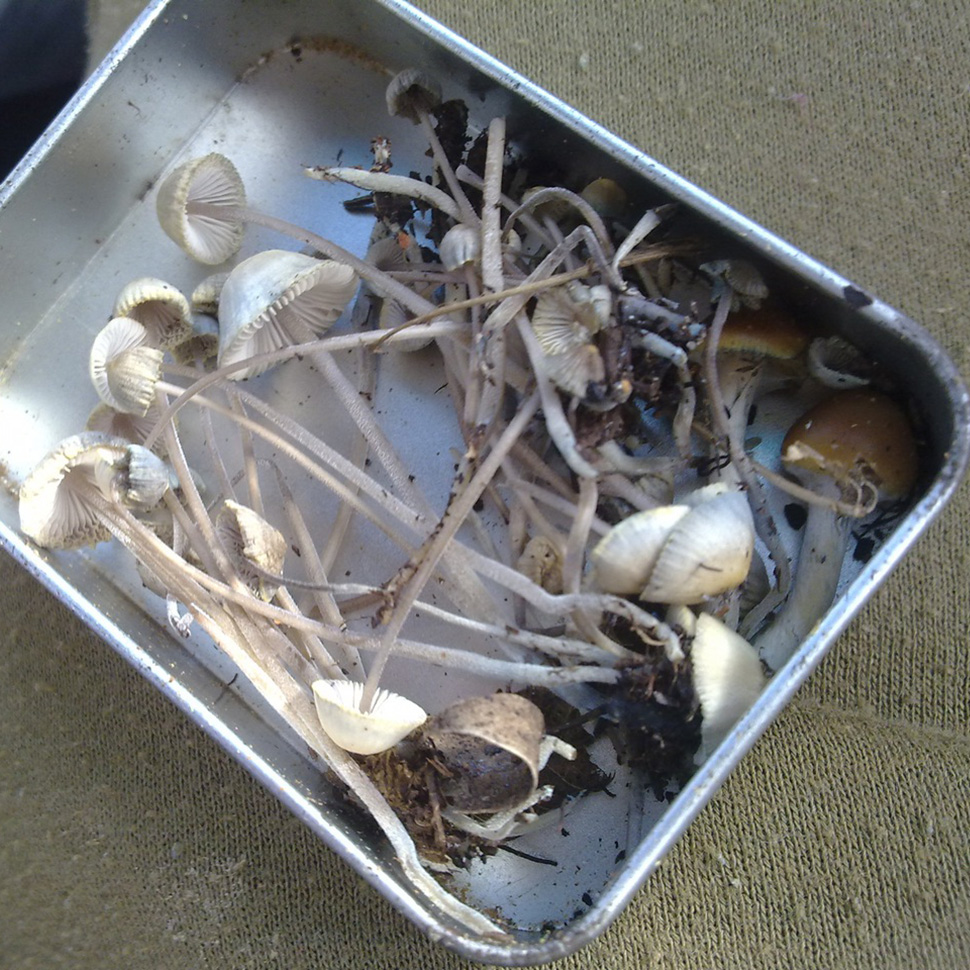 Происхождение стрейна Mycena cyanorrhiza Quel 