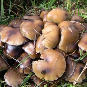 Psilocybe allenii