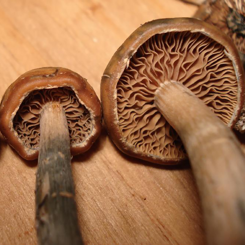 Описание внешнего вида Psilocybe allenii