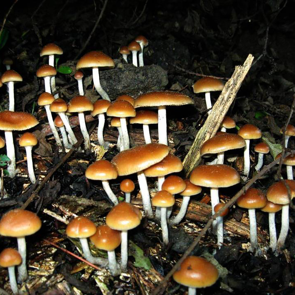 Распространение Psilocybe allenii