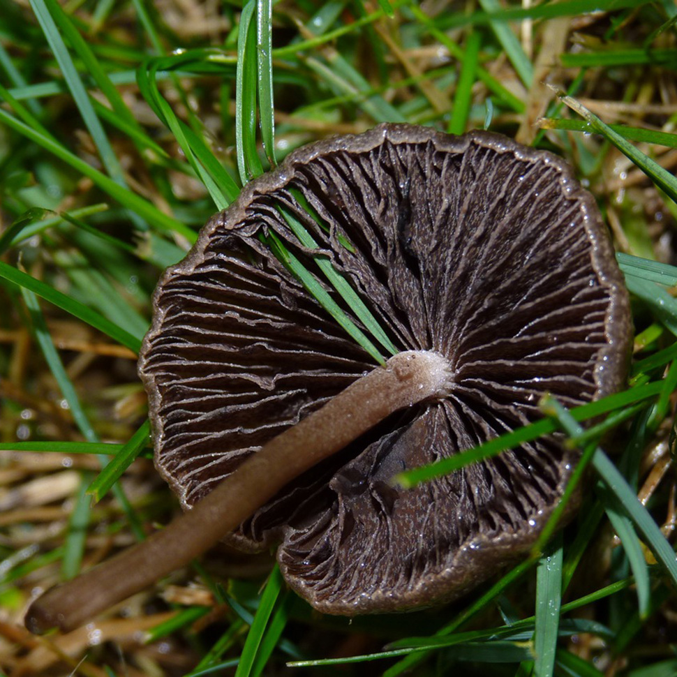 Panaeolina Castaneifolia
