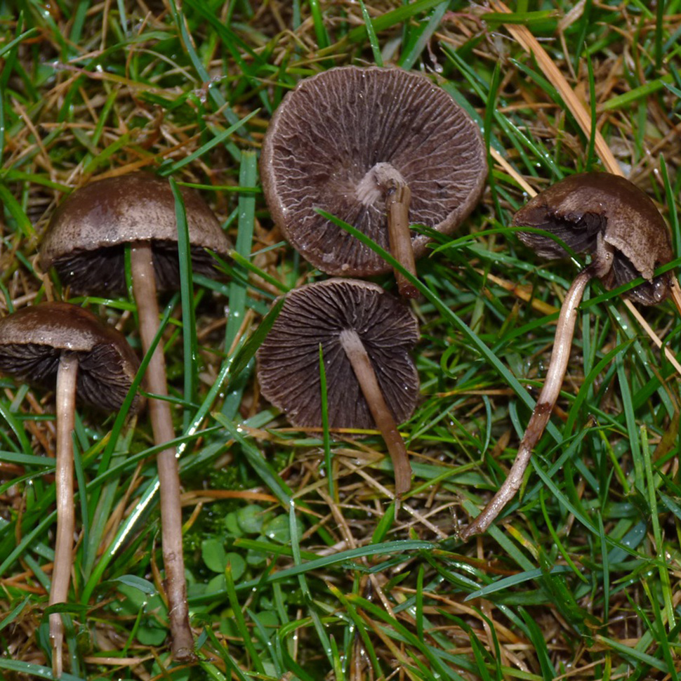 Происхождение стрейна Panaeolina Castaneifolia