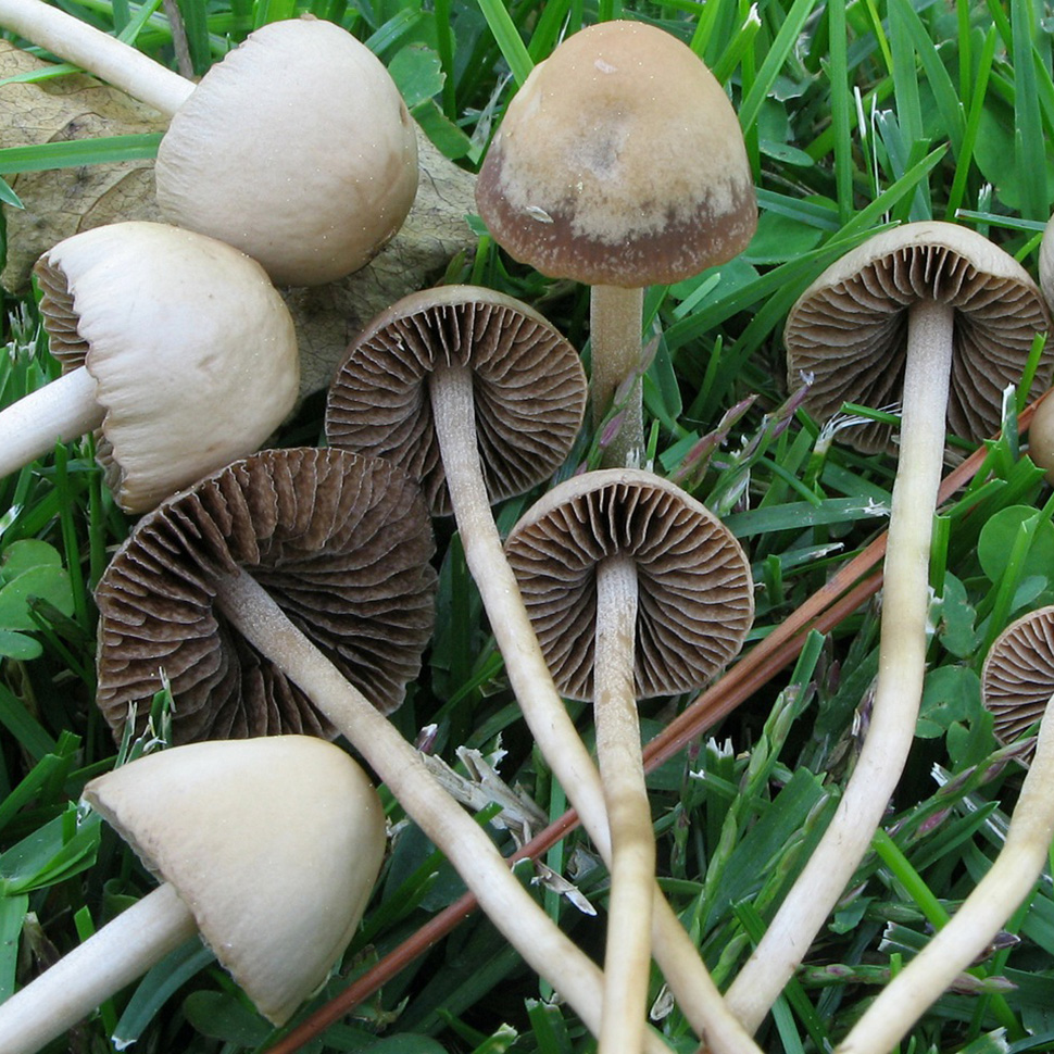 Питание Panaeolina Castaneifolia