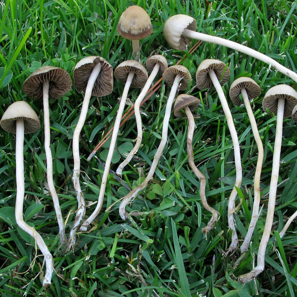 Выход готового продукта Panaeolina Castaneifolia