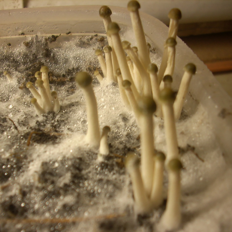 Живительный коктейль для мицелия﻿ Panaeolus Cyanescens «Tropicalis»