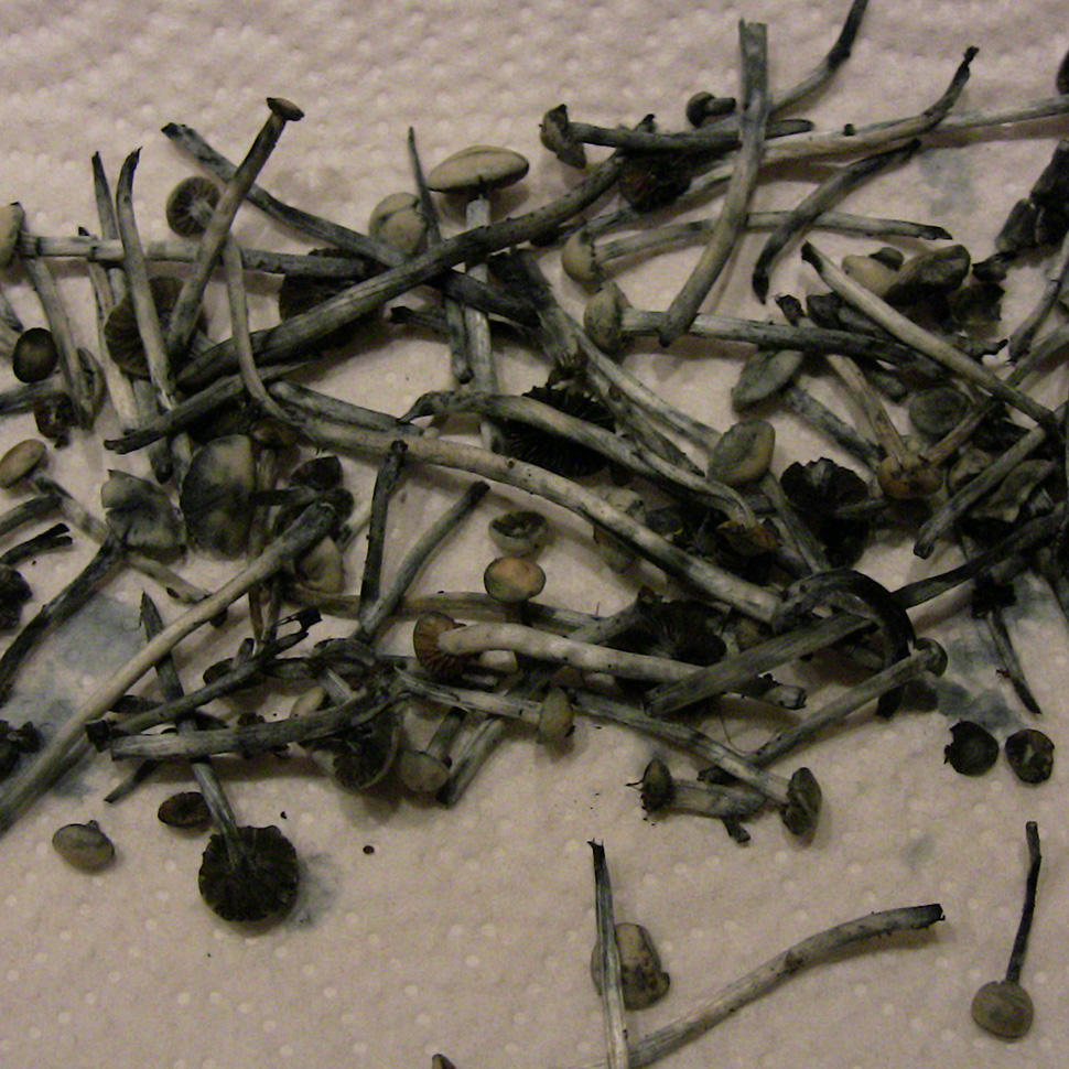 Происхождение стрейна Panaeolus Cyanescens Texas