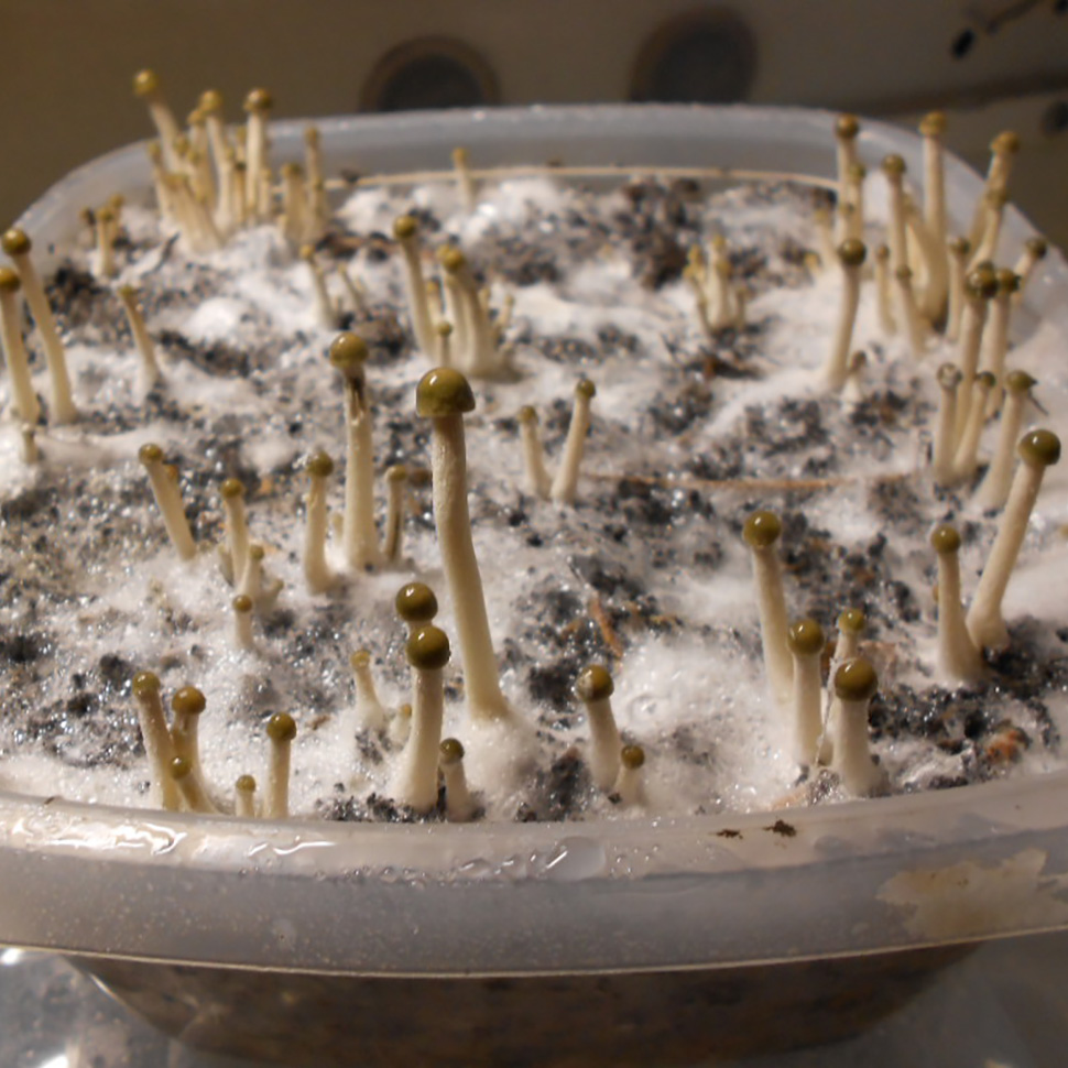  Описание внешнего вида Panaeolus Cyanescens «Tropicalis»