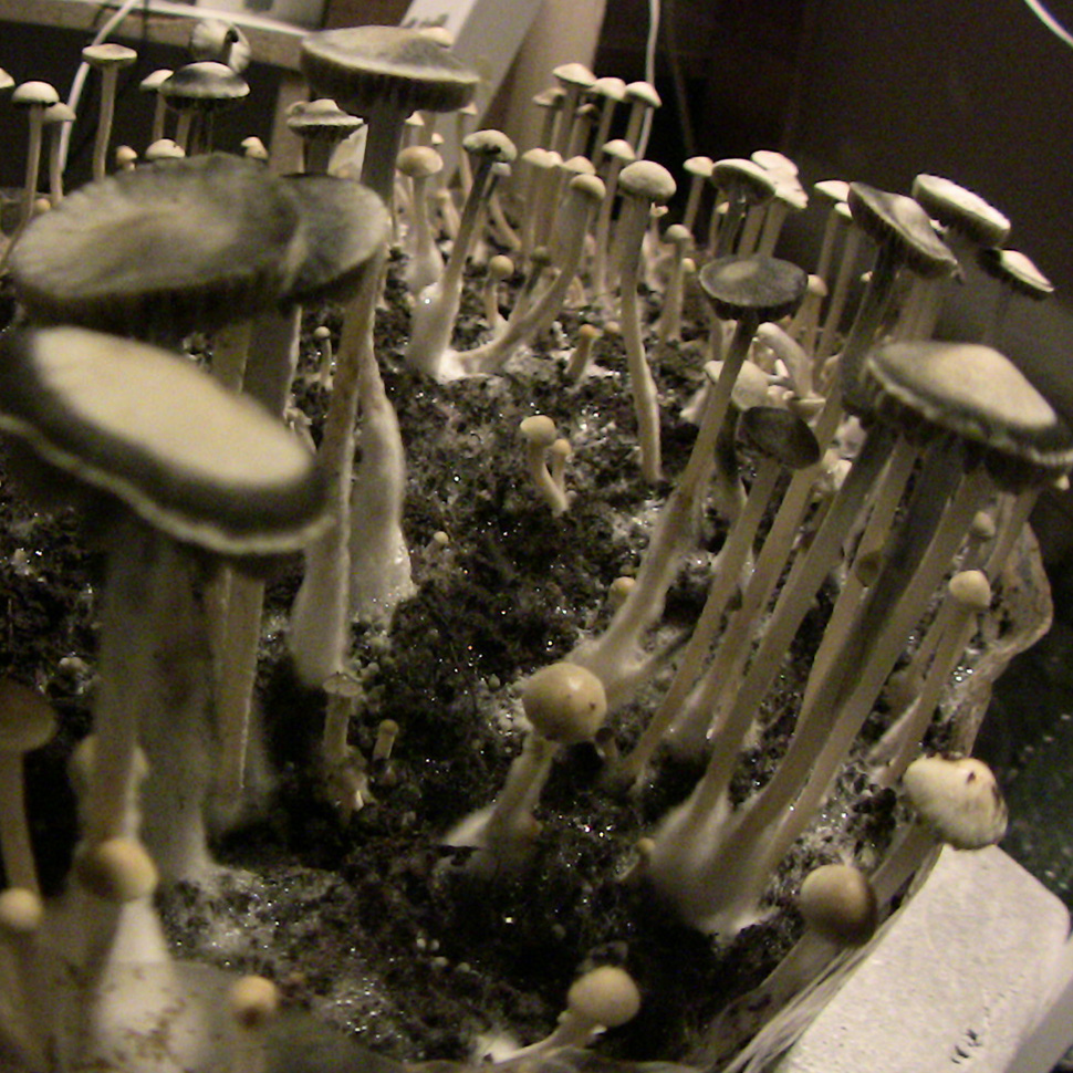 Субстрат для мицелия Panaeolus Cyanescens Texas