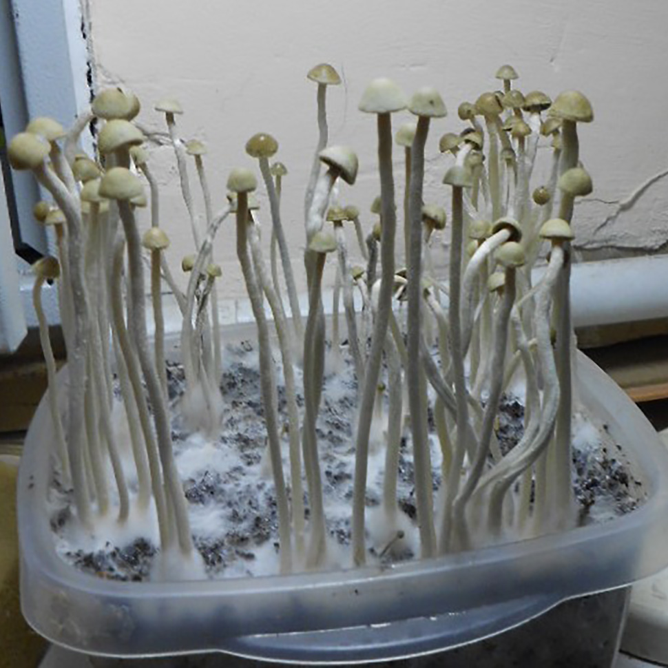 Происхождение стрейна  Panaeolus Cyanescens «Tropicalis» 