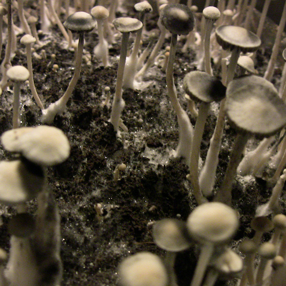 Выход готового продукта Panaeolus Cyanescens Texas