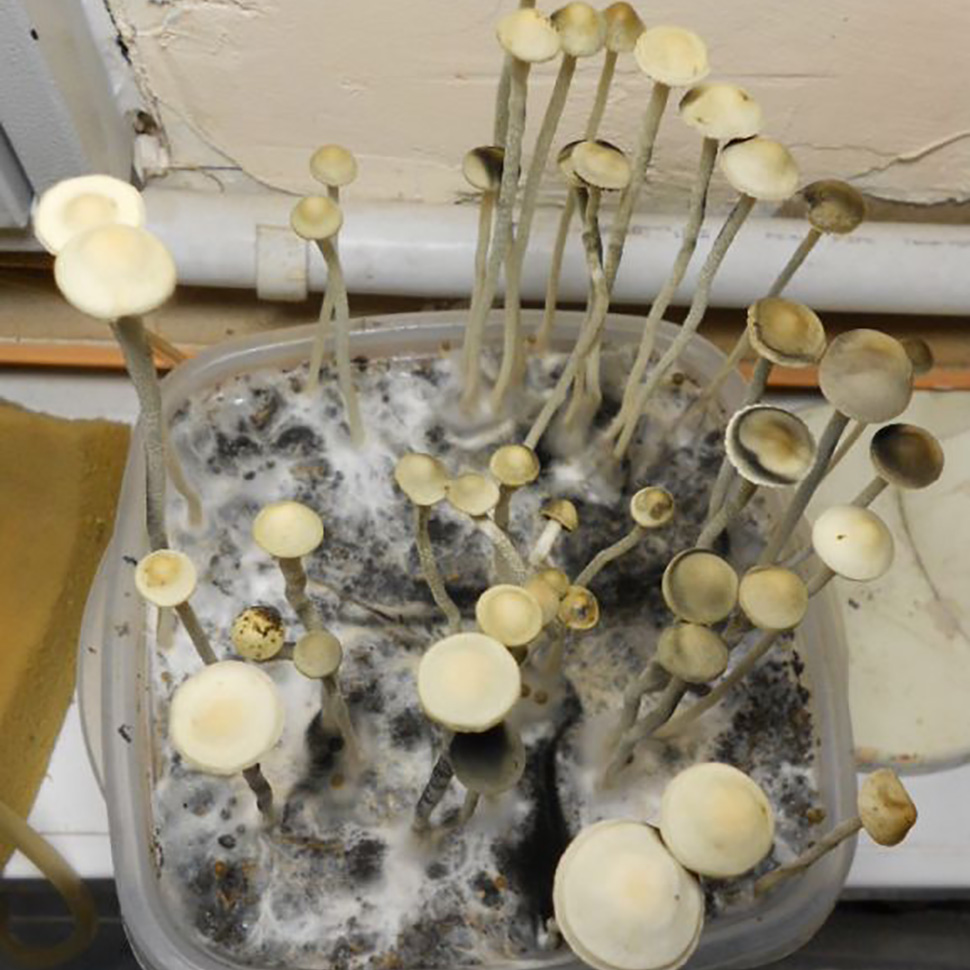 Выход готового продукта Panaeolus Cyanescens «Tropicalis»