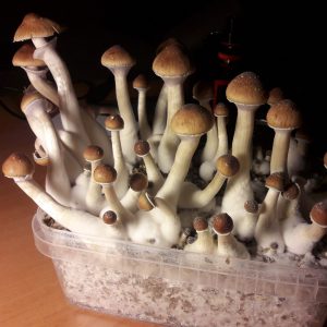 Psilocybe cubensis St Cambodian Gold