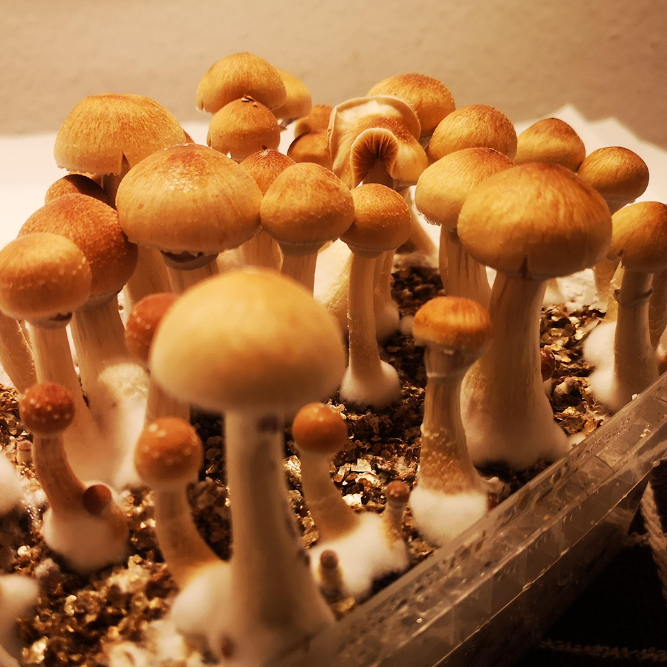 Происхождение стрейна Psilocybe cubensis St Cambodian Gold﻿
