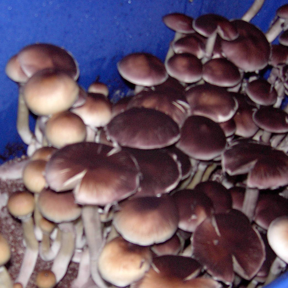 Psilocybe cubensis South American