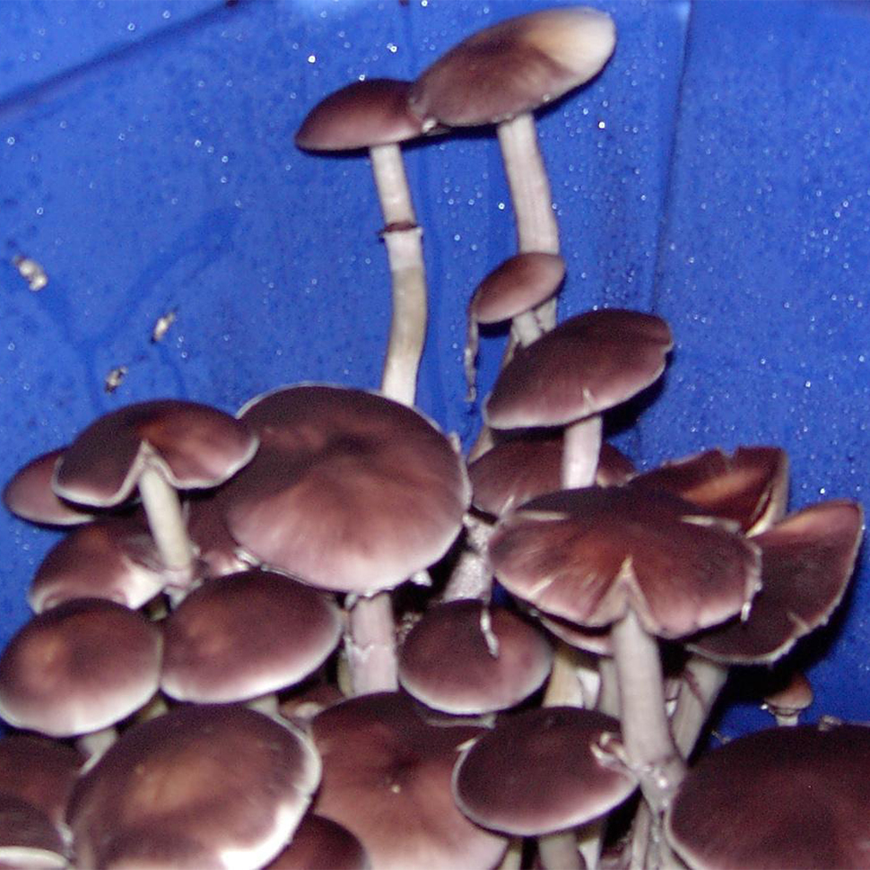Описание внешнего вида Psilocybe cubensis South American﻿