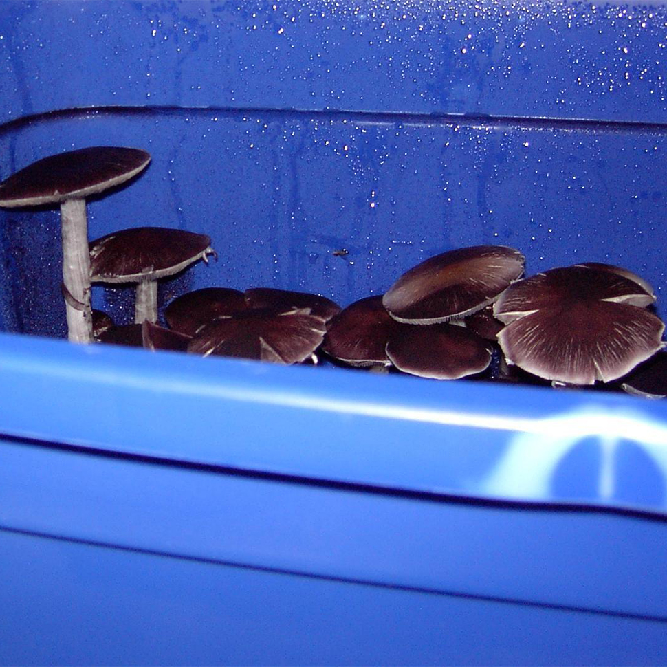 Происхождение стрейна Psilocybe cubensis South American﻿