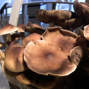 Psilocibe cubensis Texas