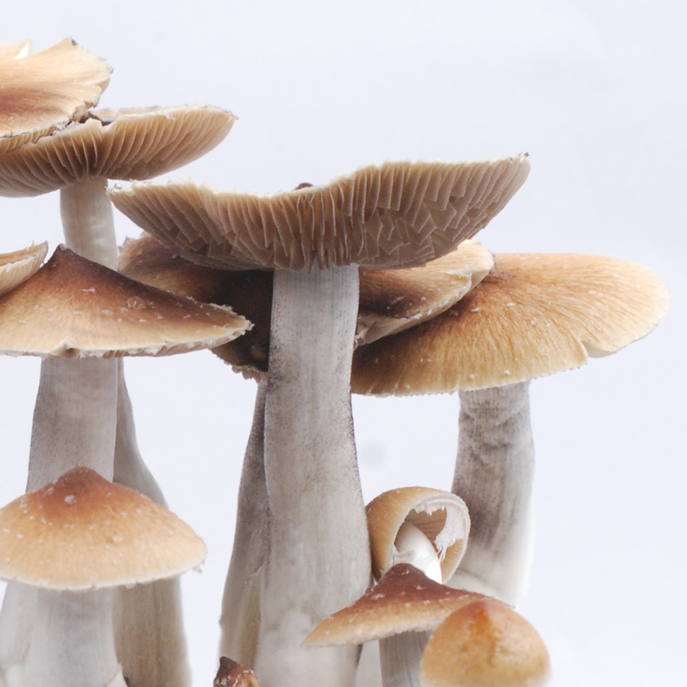 Описание внешнего вида Psilocibe cubensis Texas﻿