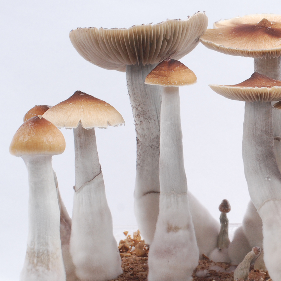 Происхождение стрейна  Psilocibe cubensis Texas