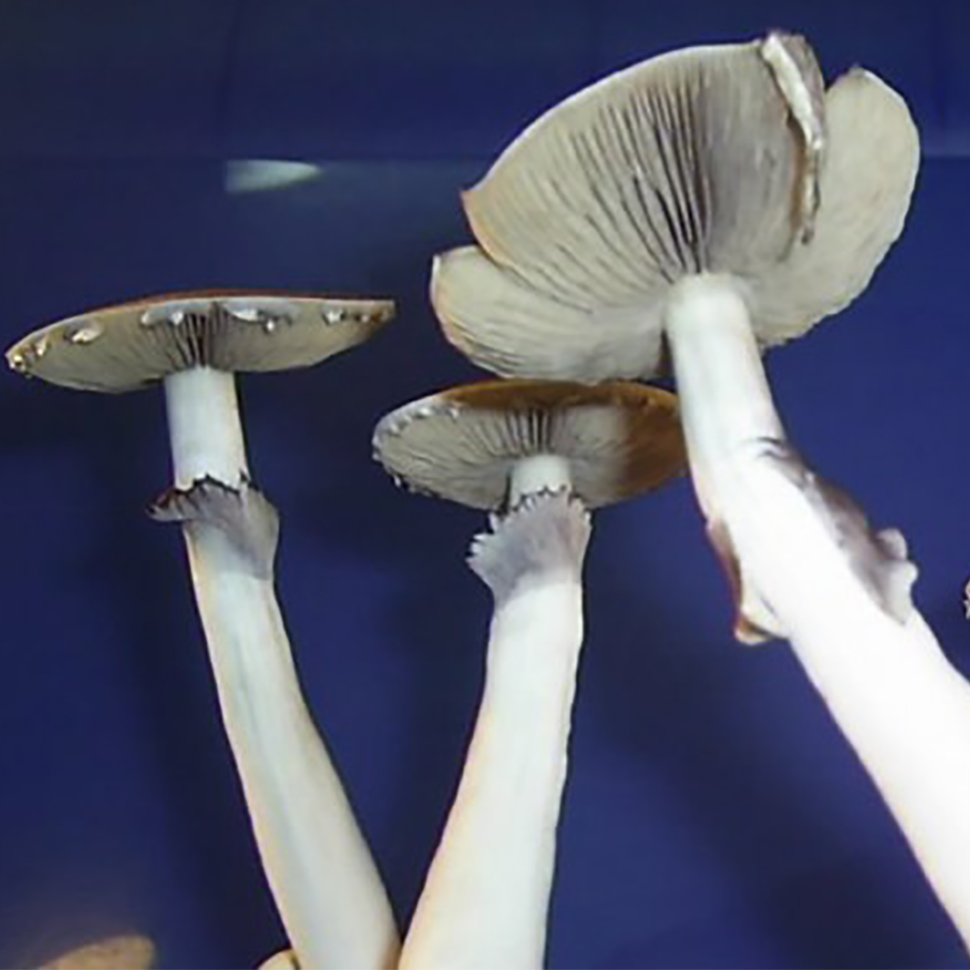 Psilocybe cubensis St Campinas