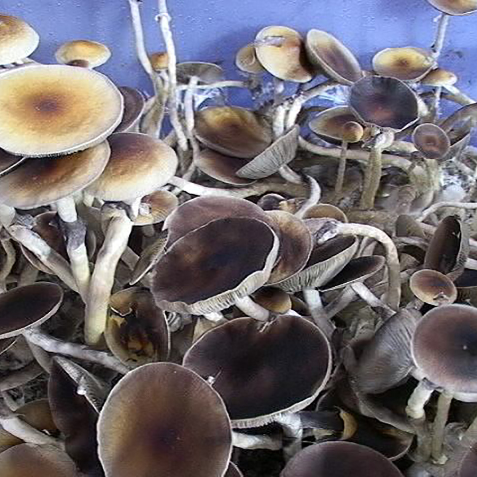 Psilocybe cubensis Thailand KS Lamai Beach