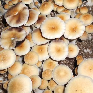 Psilocibe cubensis Z-strain