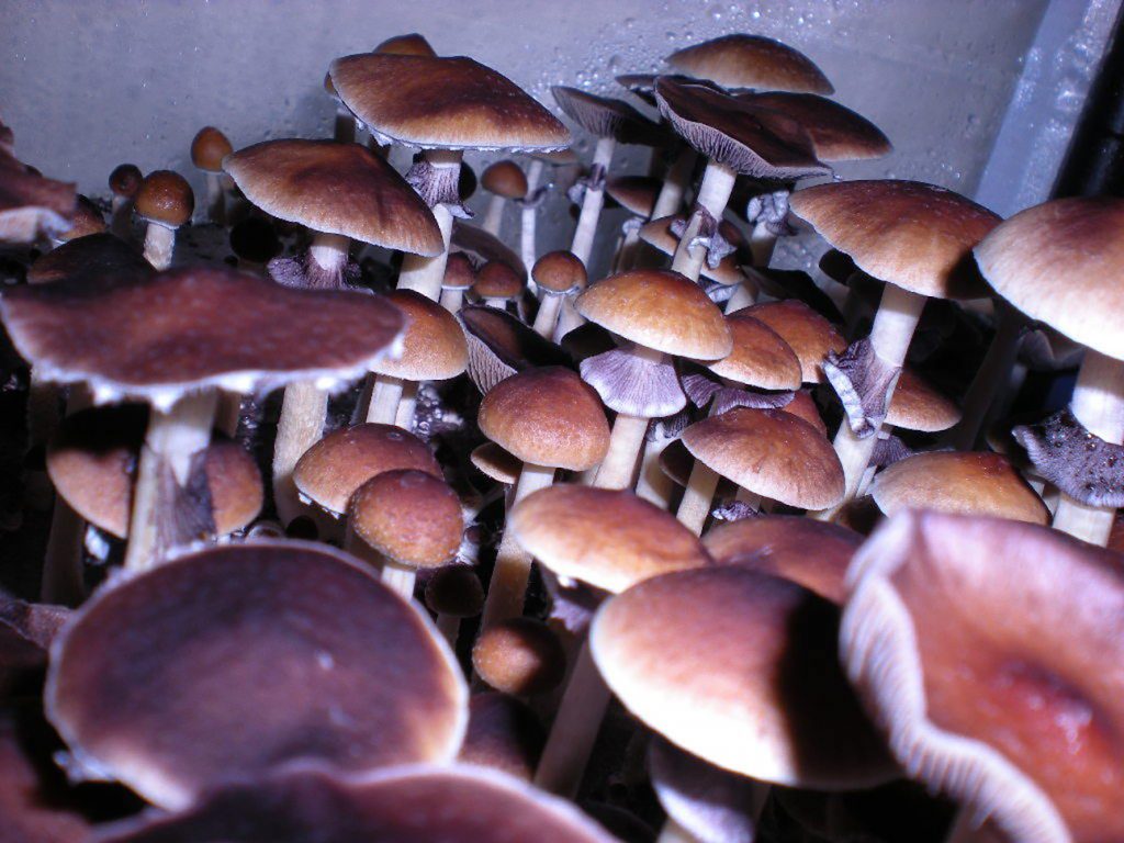 Описание внешнего вида Psilocibe cubensis Z-strain