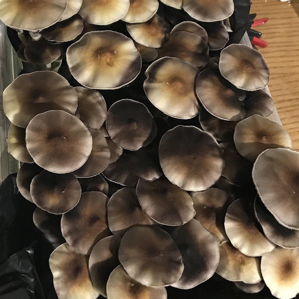 Происхождение стрейна Psilocibe cubensis Z-strain