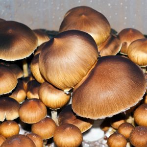 Psilocybe Cubensis Corumba