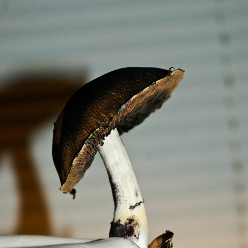 Описание внешнего вида Psilocybe Cubensis Corumba