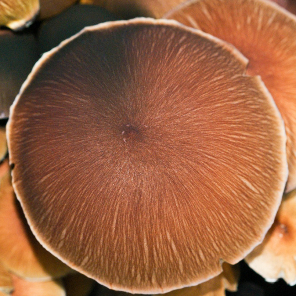 Происхождение стрейна Psilocybe Cubensis Corumba