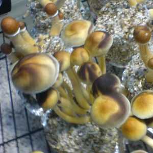Psilocybe cubensis Golden Mammoth