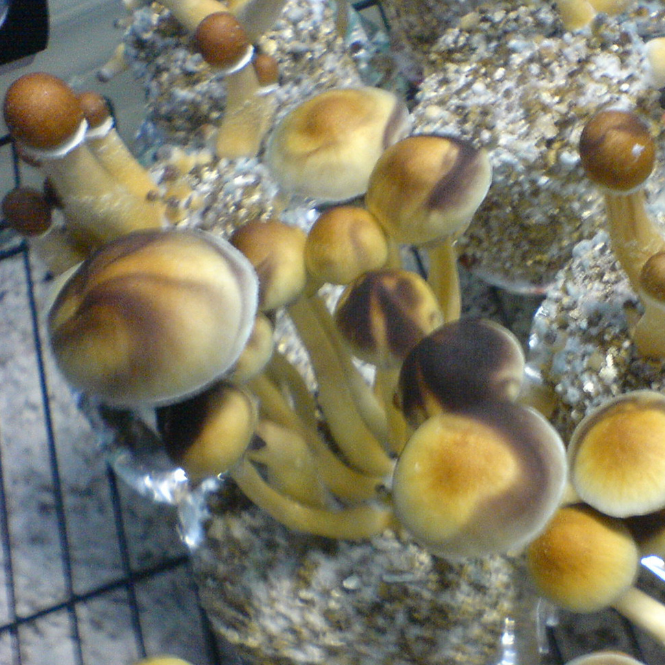 Psilocybe cubensis Golden Mammoth