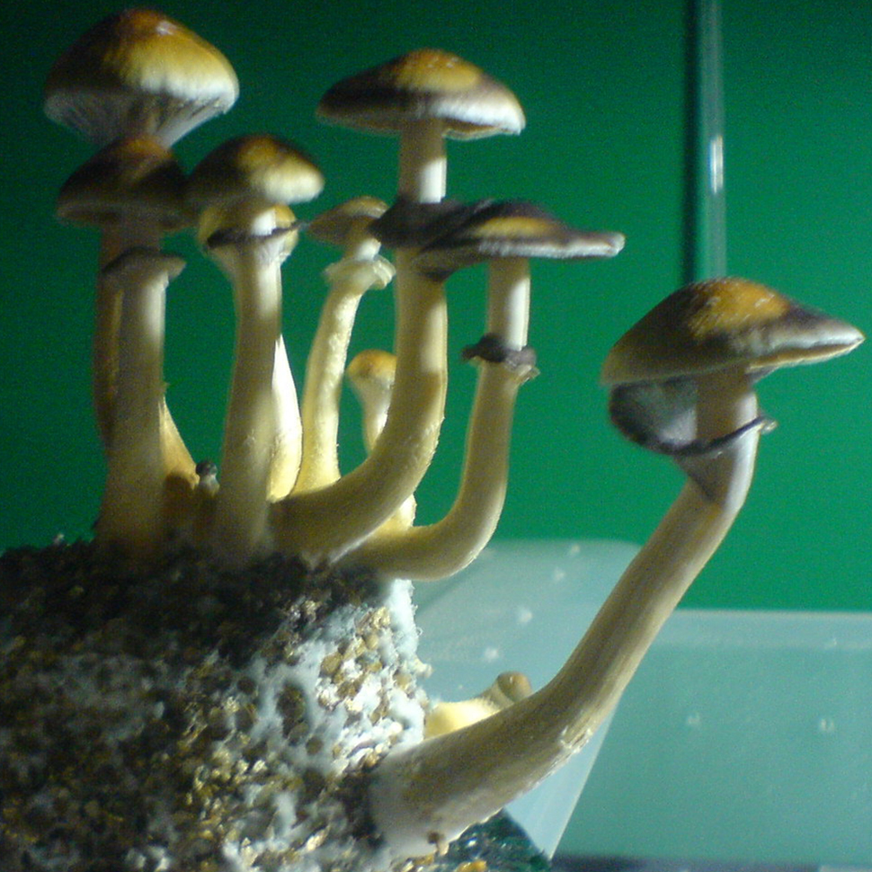 Описание внешнего вида Psilocybe cubensis Golden Mammoth