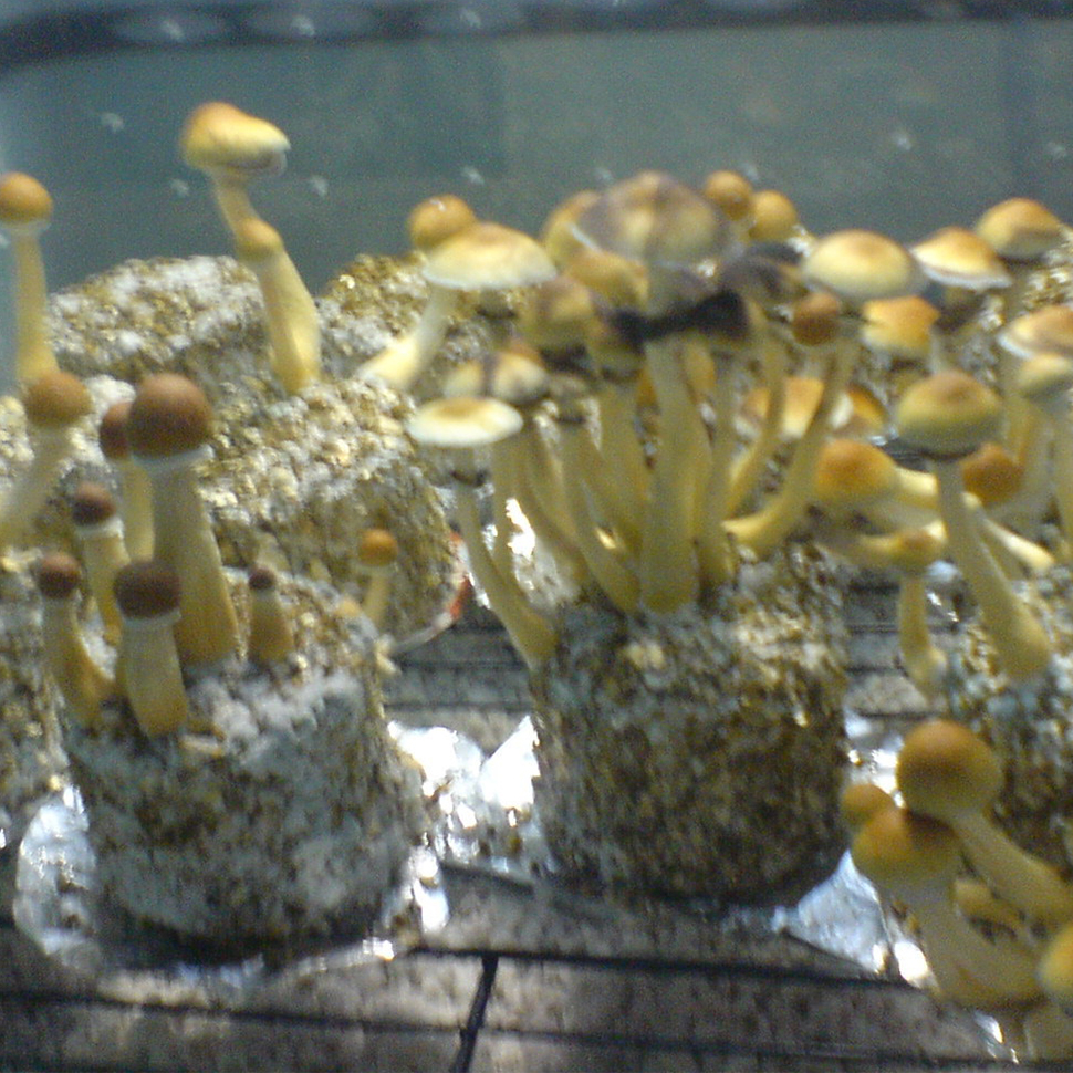 Происхождение стрейна Psilocybe cubensis Golden Mammoth﻿