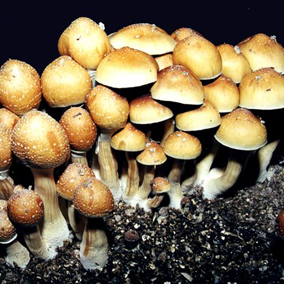 Psilocybe cubensis St Plantasia Mystery
