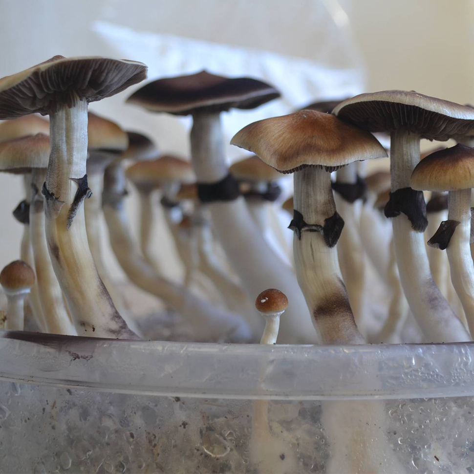 Описание внешнего вида Psilocybe cubensis St Plantasia Mystery﻿