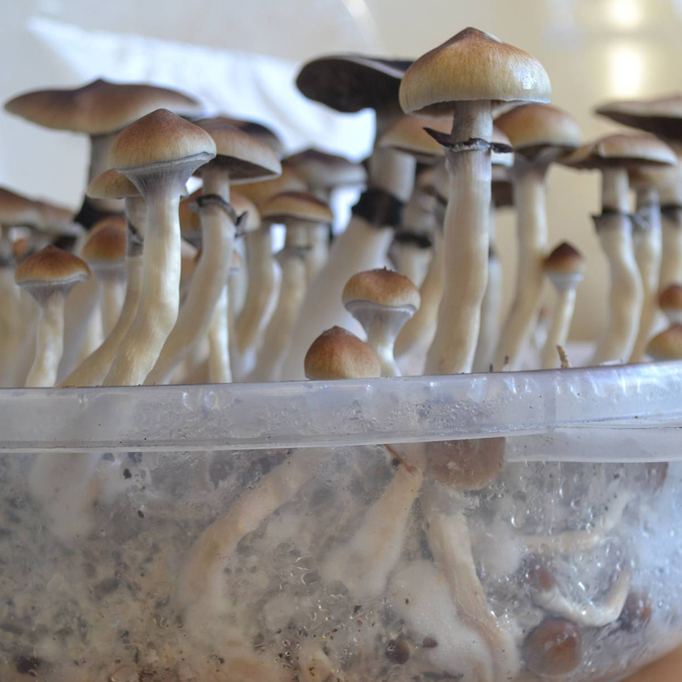 Происхождение стрейна Psilocybe cubensis St Plantasia Mystery