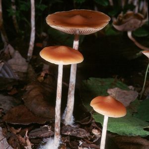 Psilocybe Azurescens Spore Syringe