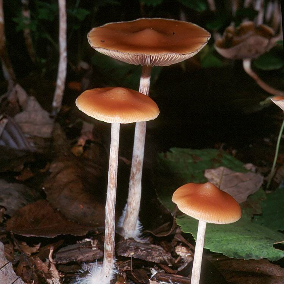 Psilocybe Azurescens Spore Syringe