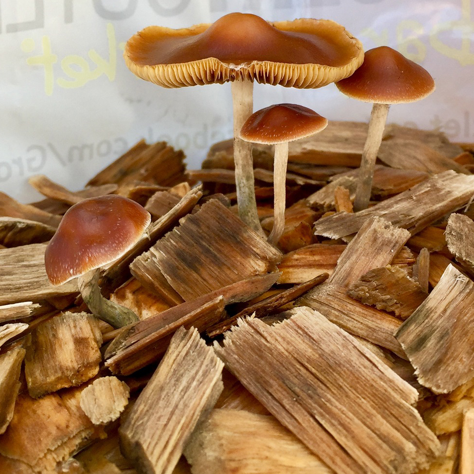 Описание Psilocybe Azurescens Spore Syringe﻿