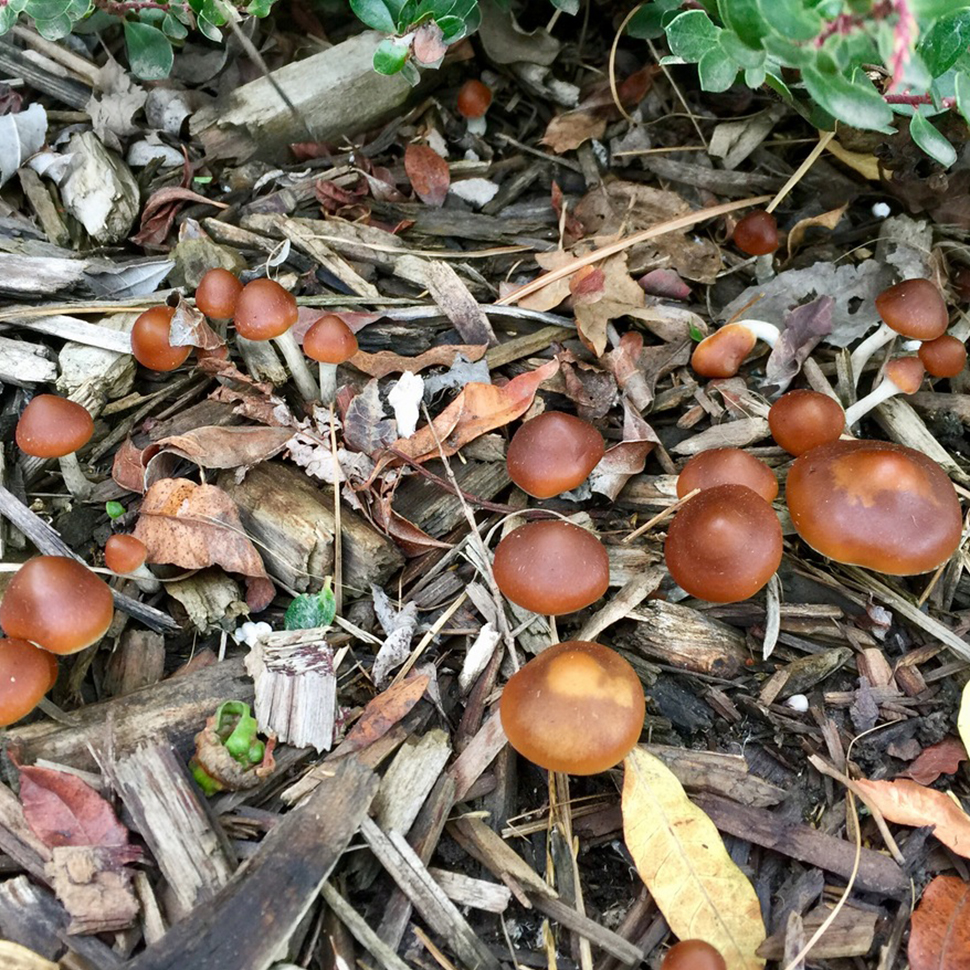 Происхождение стрейна Psilocybe Azurescens Spore Syringe